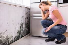 Professional Mold Removal Services in Mansfield, TX